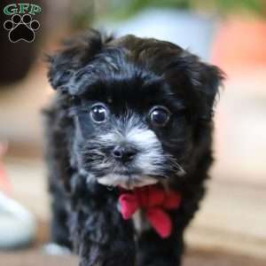 Storm, Maltipoo Puppy